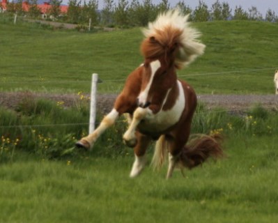 Álfgrímur frá Syðri Gegnishólum